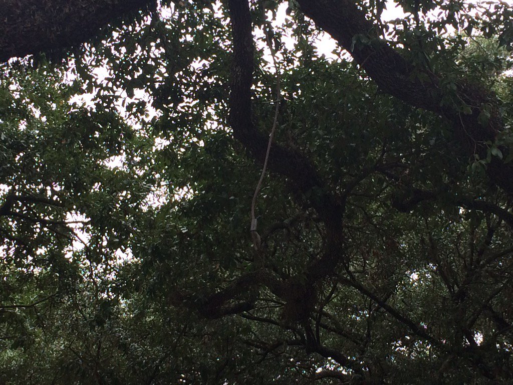 LSUTTVNews's tweet photo. Rumor of "noose" is really a fallen lighting cable. Confusion causes concern on campus. @lsutigertv @LSUReveilleNow https://t.co/h0ernF1yWs