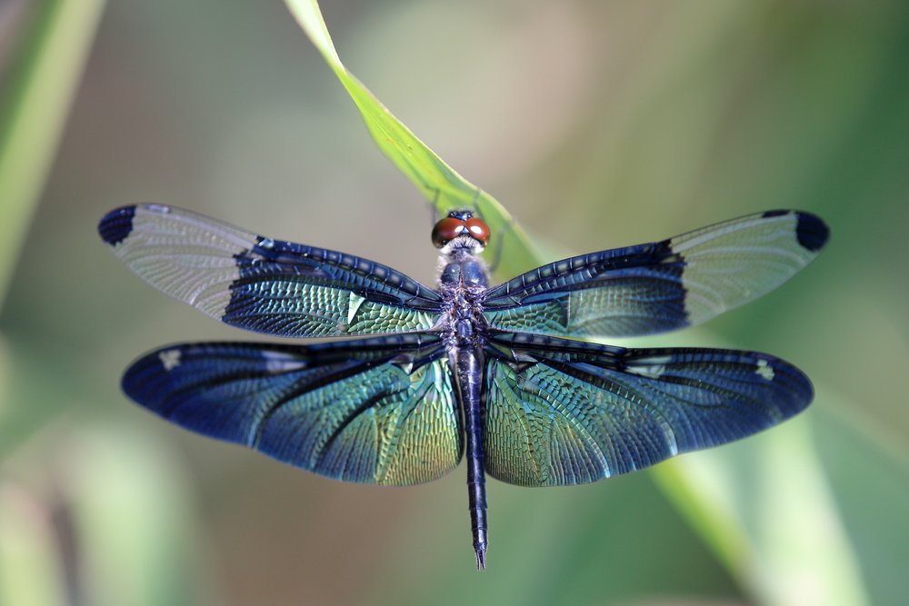 katzeneye's tweet photo. Dragonflies might help to improve human eyesight: https://t.co/etq27l8Y8R #visionboost https://t.co/LbEH6eGX5z