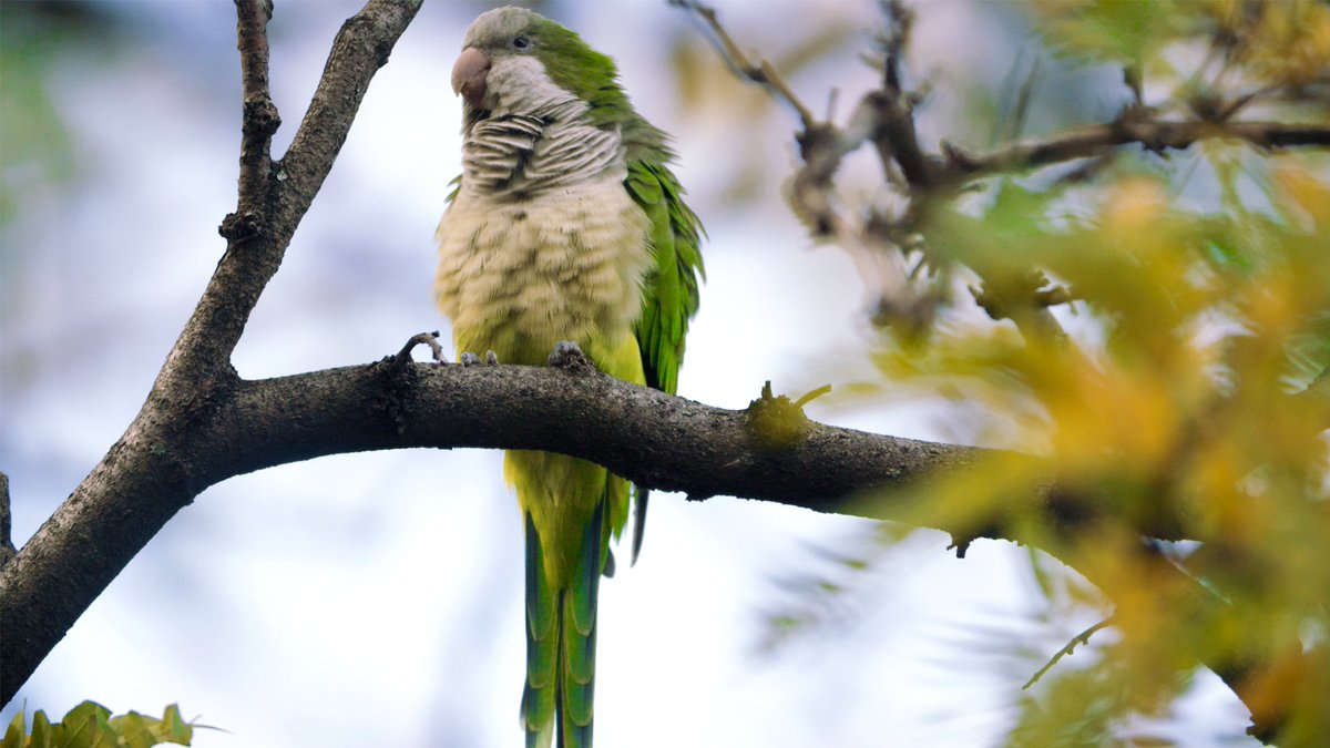 bipolarbrief's tweet photo. Vivacious. Vibrant. Vocal. Parrots are amazing birds... that are flying wild in #Brooklyn?
https://t.co/ArEwh1afvx https://t.co/sXbZ0hj7Wg