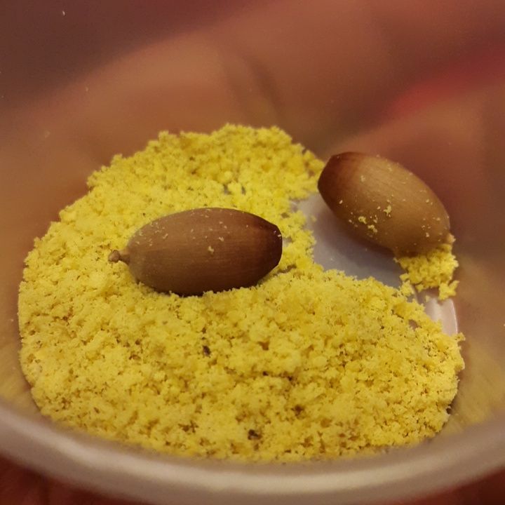 NACAChefs's tweet photo. #prized #acorn #tasting #emoryoak #apachefood #TwilaCassadore #apache #NACA2015 #nacachefs https://t.co/pzOY9rWHpE