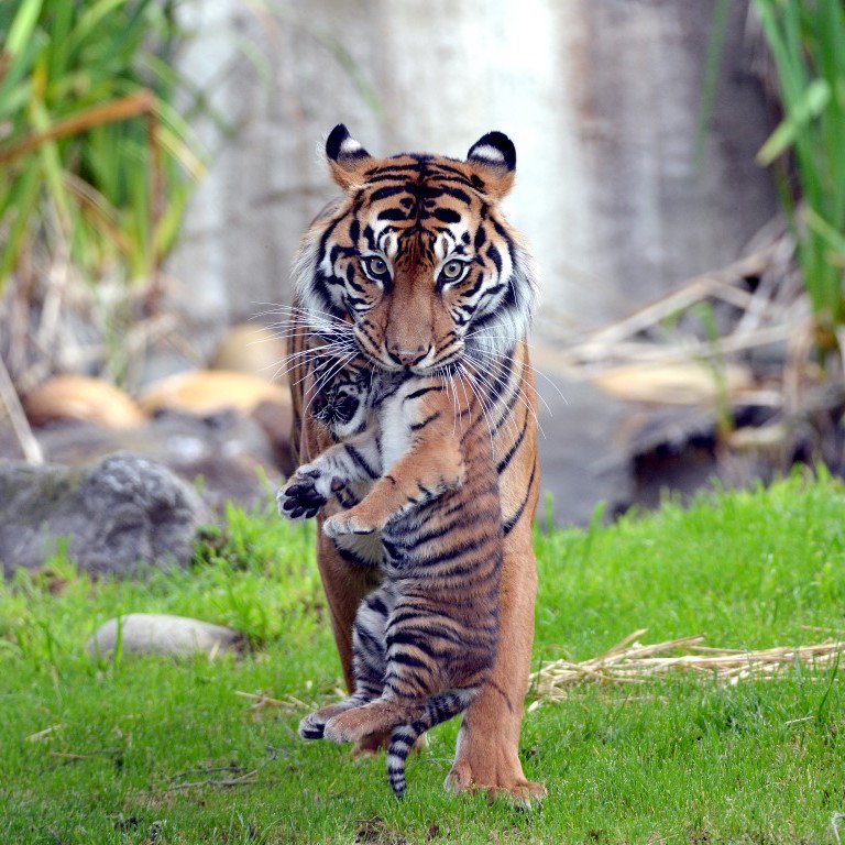 wild animals outofwild twitter