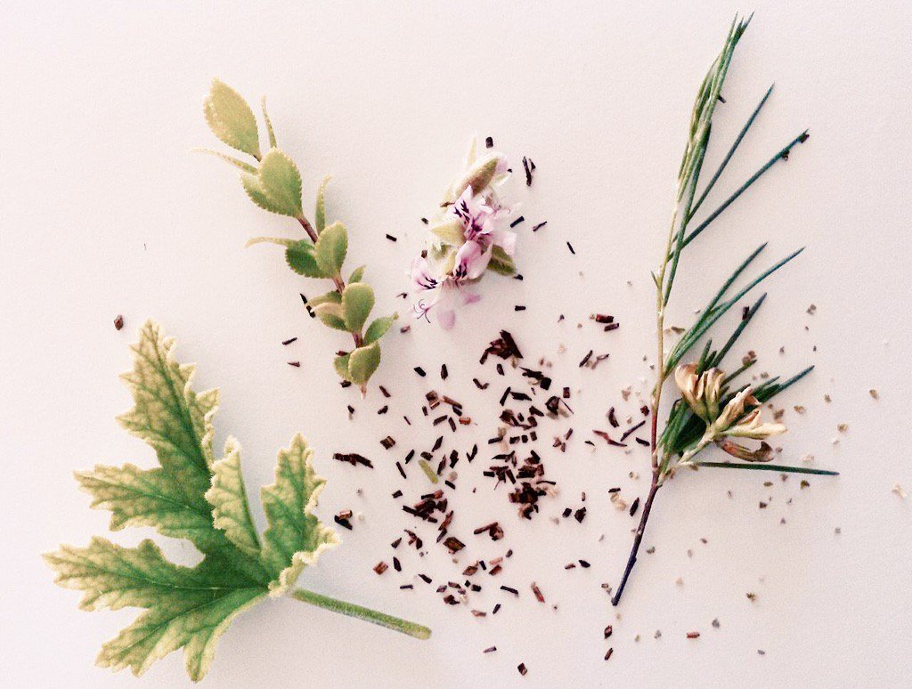 TMFund's tweet photo. 4 #fynbos teas that are extraordinarily good for you. #fabulousfynbos #blogfornature https://t.co/kkGadovdIr https://t.co/H4P1cT7ySx