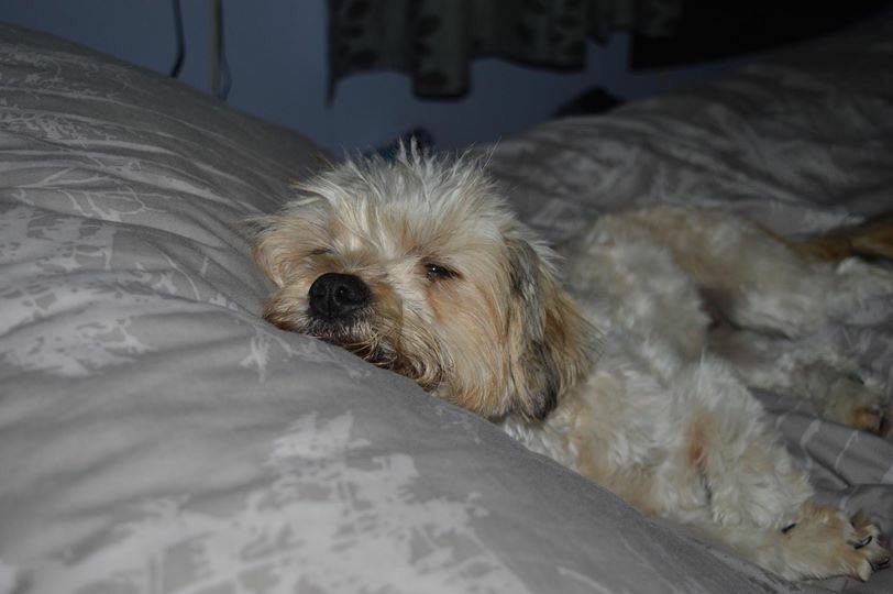 harleys hounds tweet media