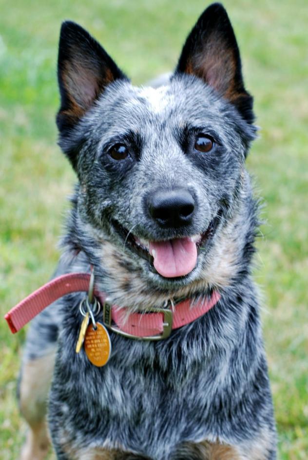 SidewalkDog's tweet photo. Meet Kiva, this week's #SpecialDog from #AustralianCattleDog Rescue MN. Forever home needed! https://t.co/3bOl8jjI4n https://t.co/d2NhCEdYFi