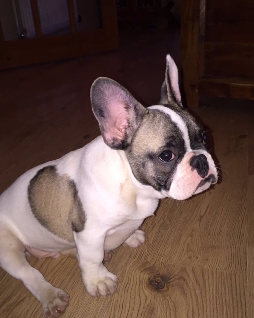 LWallace07's tweet photo. Vinnies wee brother! 🐶❤️ #frenchbulldog #cute https://t.co/X3XilADp8X