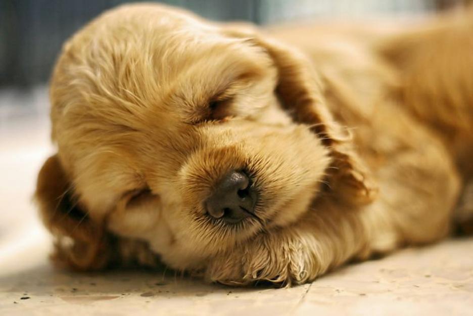 iRazasdePerros's tweet photo. Raza: Cocker Spaniel
Origen: UK
Peso: 13 a 15 Kg
Tamaño: Mediano
Carácter: Juguetón Fiel Amigable Callado Cariñoso https://t.co/vWzvinA4BD
