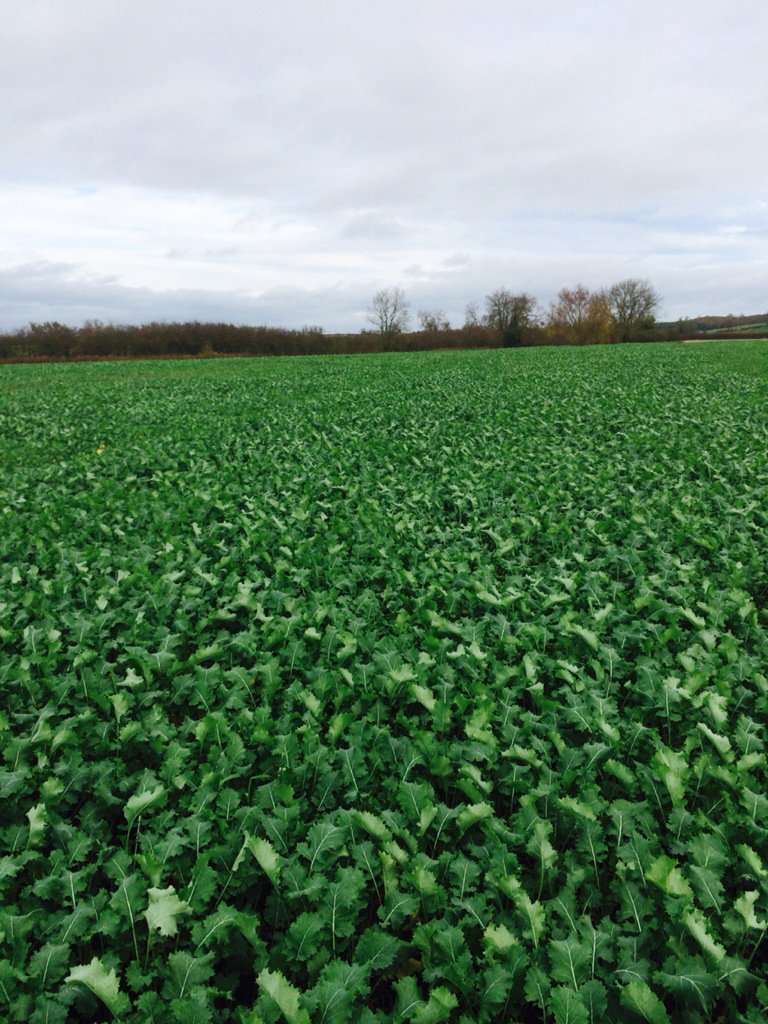 hillfarmhugh's tweet photo. Rape/kale drilled into wheat stubble, now ready for grazing with lambs @FlockHealth @Greg_Outdoors @PhilipHambling https://t.co/EX3Zg38X1S