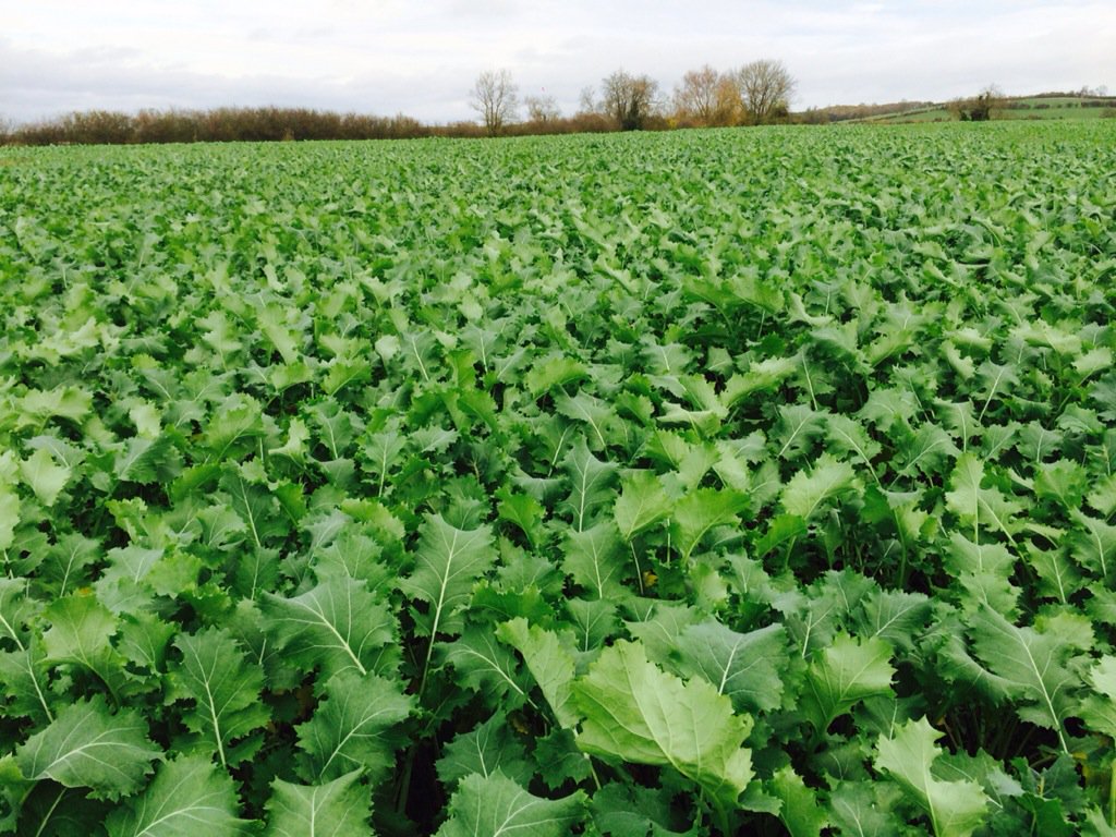 hillfarmhugh's tweet photo. Rape/kale drilled into wheat stubble, now ready for grazing with lambs @FlockHealth @Greg_Outdoors @PhilipHambling https://t.co/EX3Zg38X1S