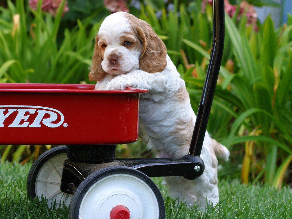 iRazasdePerros's tweet photo. Raza: Cocker Spaniel
Origen: UK
Peso: 13 a 15 Kg
Tamaño: Mediano
Carácter: Juguetón Fiel Amigable Callado Cariñoso https://t.co/vWzvinA4BD