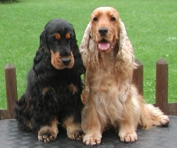 iRazasdePerros's tweet photo. Raza: Cocker Spaniel
Origen: UK
Peso: 13 a 15 Kg
Tamaño: Mediano
Carácter: Juguetón Fiel Amigable Callado Cariñoso https://t.co/vWzvinA4BD
