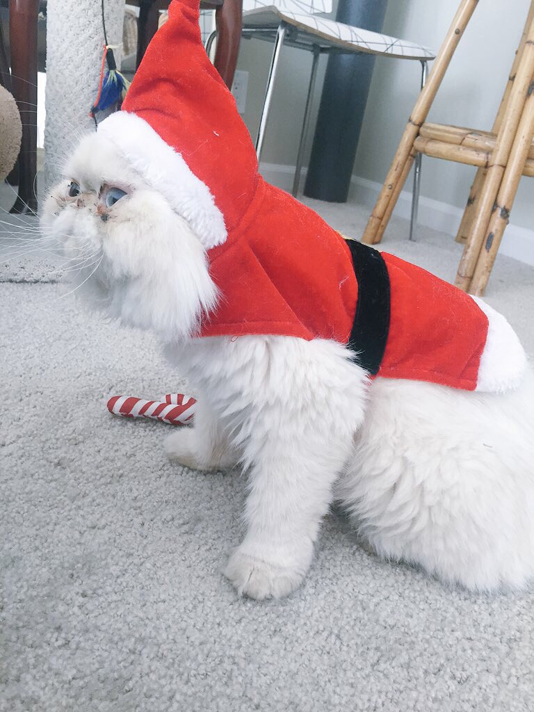 Mamaa__Moon's tweet photo. Look who's ready for Christmassss 🎄 https://t.co/1wolnFzKPp