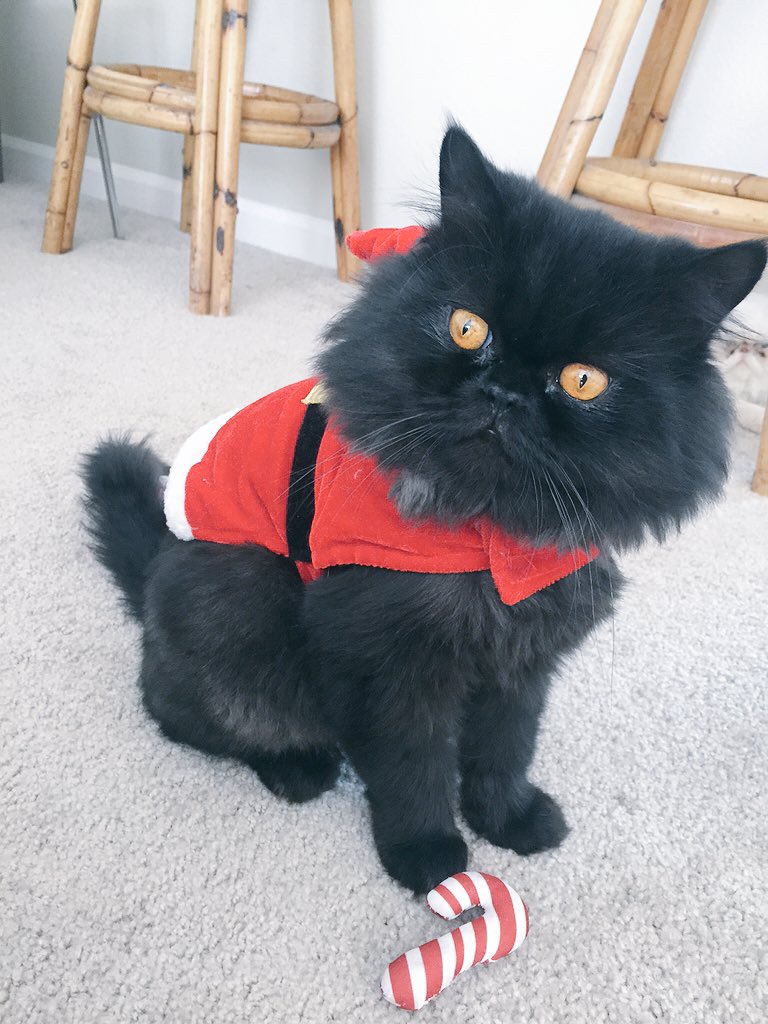 Mamaa__Moon's tweet photo. Look who's ready for Christmassss 🎄 https://t.co/1wolnFzKPp