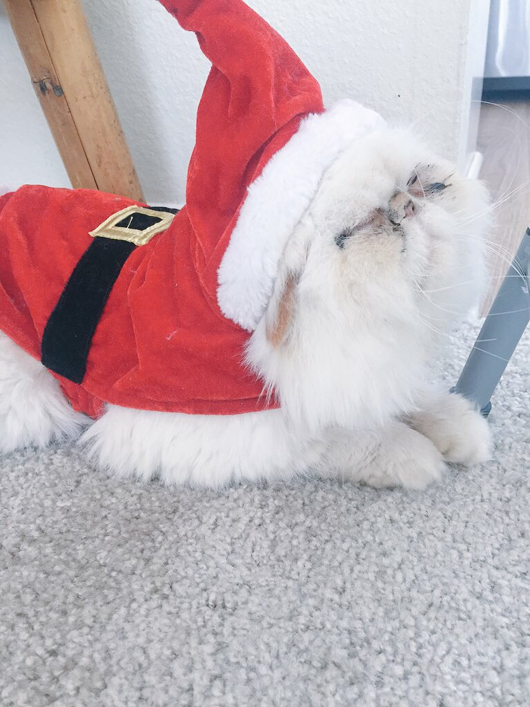Mamaa__Moon's tweet photo. Look who's ready for Christmassss 🎄 https://t.co/1wolnFzKPp