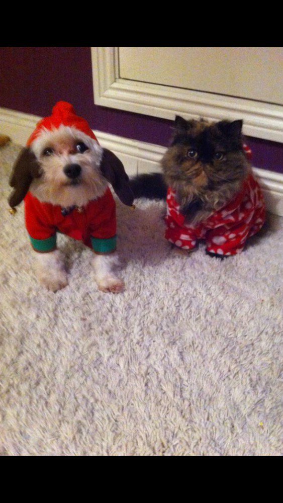 PammyHoward's tweet photo. @TKMaxx_IE Alfie and Xeina waiting on santa to arrive last year 🎅🏼⛄️ https://t.co/Zh3srhf7B5