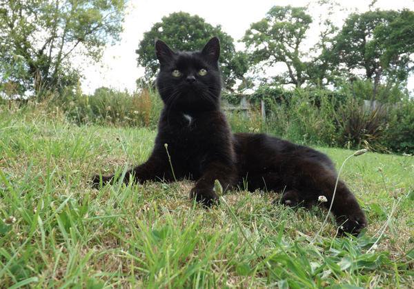 MYSADCAT's tweet photo. My cat is sad because every time he goes out he dwells on capitalism's heartless destruction of the countryside. https://t.co/vNxlFGLthg