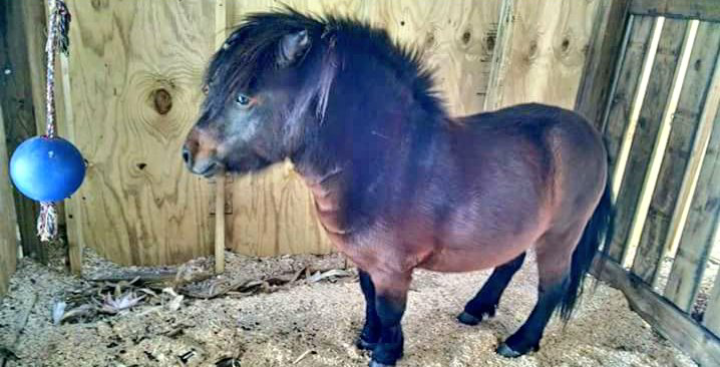 TinyHooves_'s tweet photo. Help Jackson join the herd! $20 or more includes a free sponsorship! #helpjackson https://t.co/SGWXOJj9RC https://t.co/8EzTce4EzO