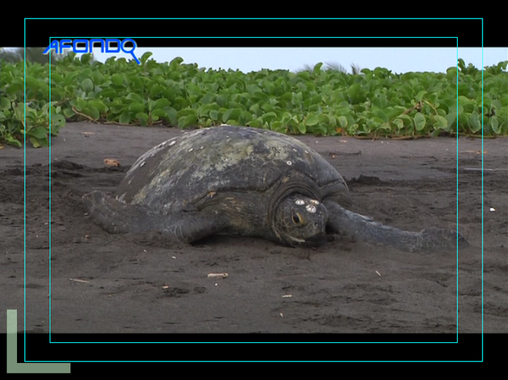 Guatevision_tv's tweet photo. Tortugas marinas, entre la conservación y el turismo sostenible https://t.co/d3cn9AqiTB https://t.co/kCAKPVqnr8