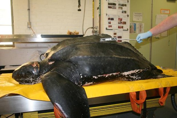 Seasaver's tweet photo. Leatherback turtle found dead in #Massachusetts swallowed sheet of plastic https://t.co/mXuXjlzzq4 @WCVB #pollution https://t.co/VKIADGiGvA