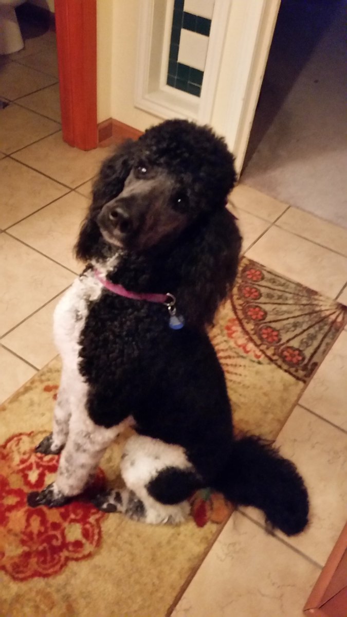 tinapulliam's tweet photo. Mardi Gras @AgnewSigns fresh from the groomers https://t.co/j2rlsjv2Zn