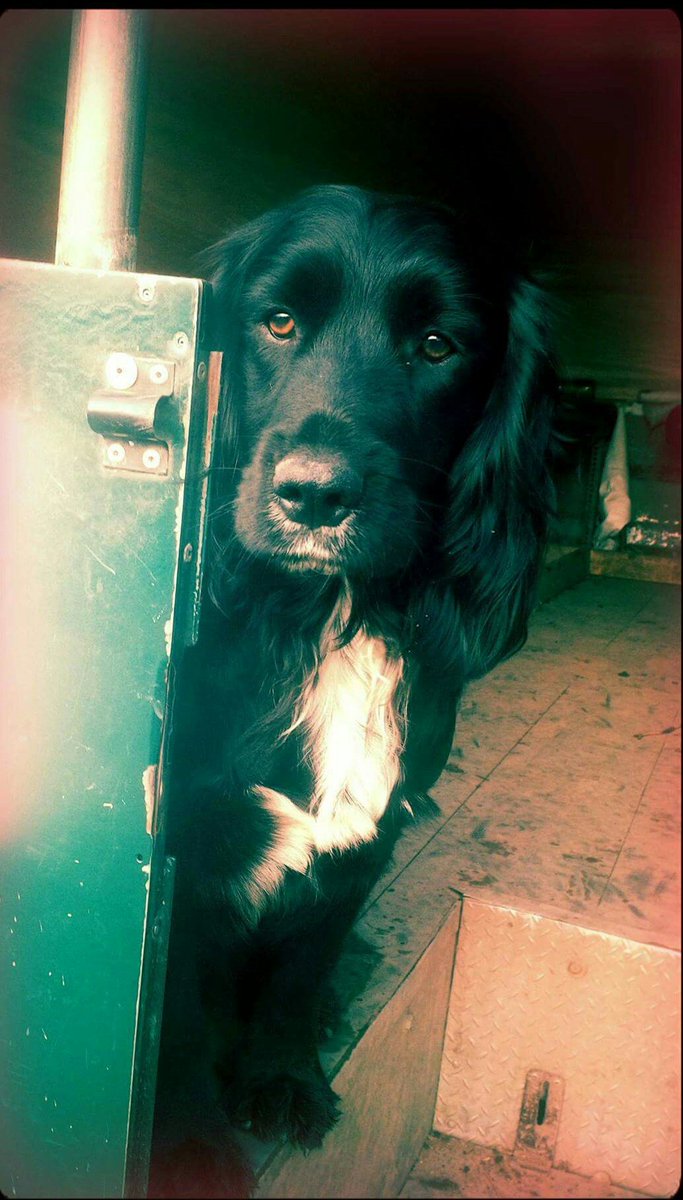 craigpearce81's tweet photo. Had another fantastic day out beating with Hudson today #HuntingHour #GunDogs #Tweetthebeat https://t.co/L7sIdVoYnP