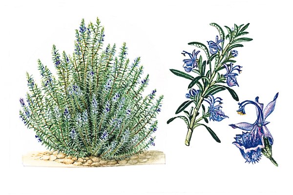 bacab_mx's tweet photo. #bacabfacts:bénéfices de l´huile essentielle de Romarin: https://t.co/ponPlQfhcs #Digestion #sante #Mexico #bacabmx https://t.co/dBmfMkZnoH