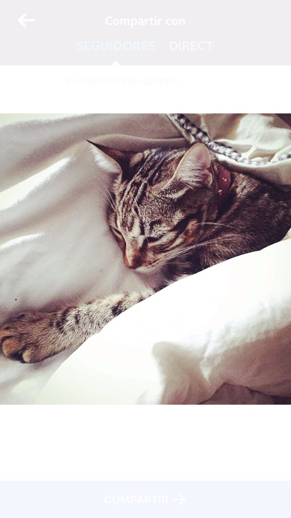 cannaya's tweet photo. #NoPuedoDejarDe subir fotos de #gatos https://t.co/Os44Kiz8jw
