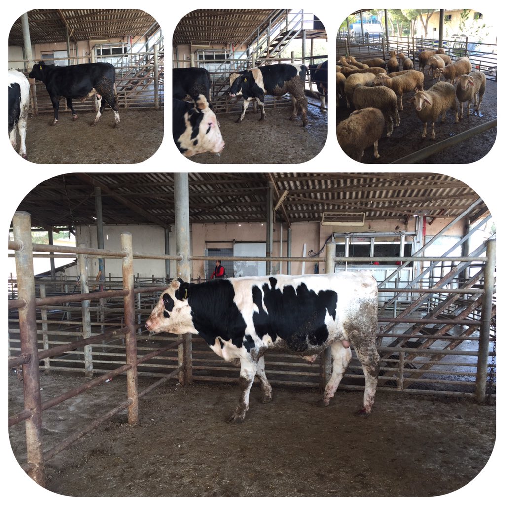 karesi et (karesiet) Twitter