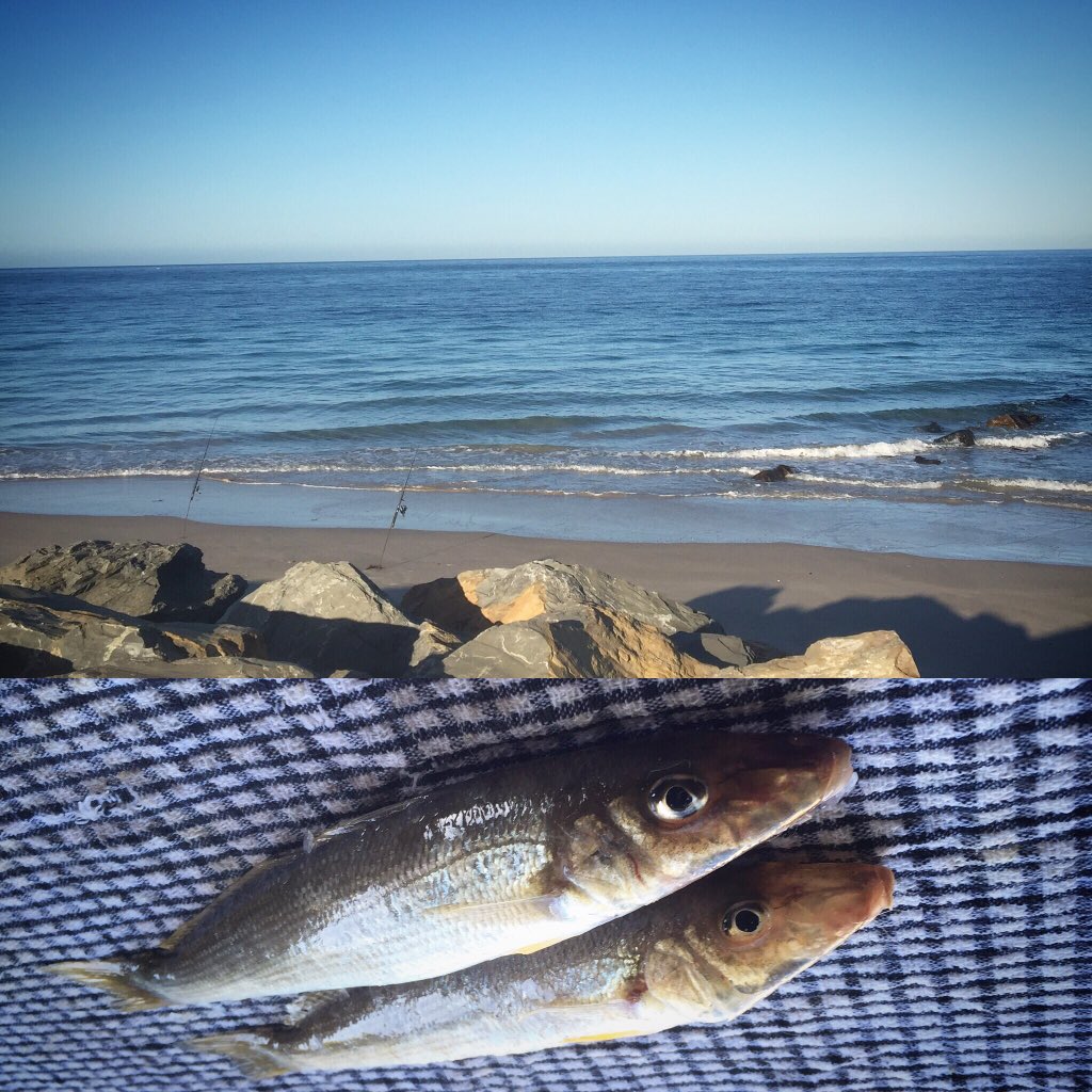 SeanyLahiff's tweet photo. Yellowfin whiting caught off SOMERTON PARK @GregJames10 yum!!! Used sand worms and sliding sinker. https://t.co/NmtDkAXVj3