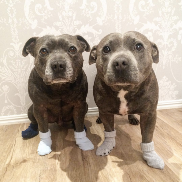 barkbox's tweet photo. "We always wear our grippy socks for scampering to our food bowls..

via https://t.co/G43W7ilQea https://t.co/CFVYSEbXL2