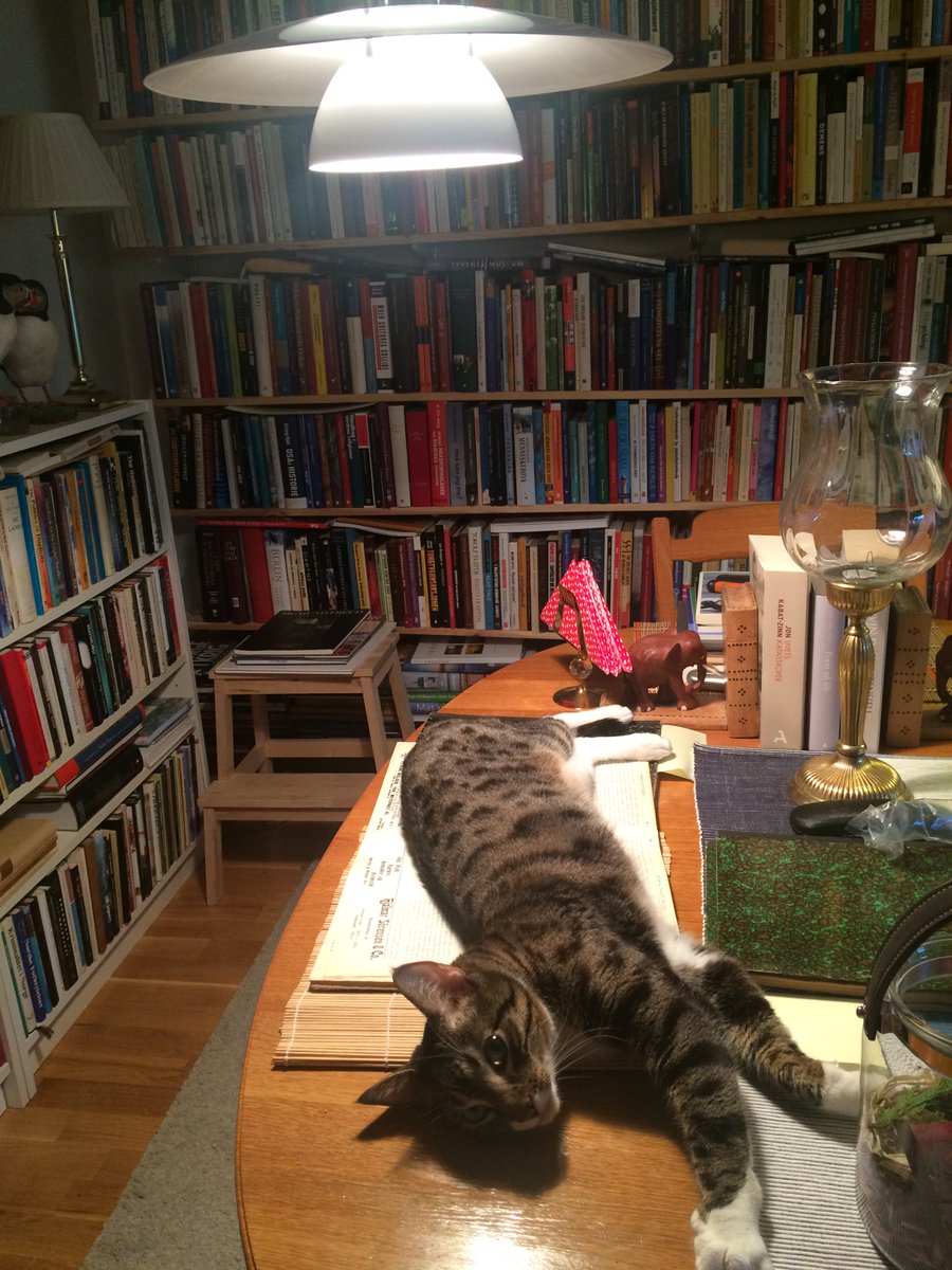 Colombocity's tweet image. Leo tar høyfjellssol for 6. dagen ! Underlig, men god, katt å ha i huset!