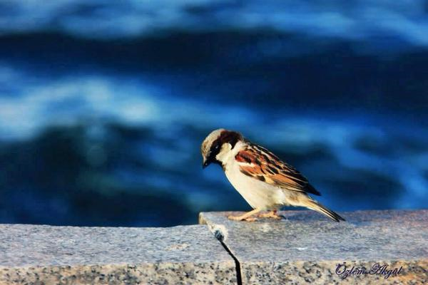 Bu dünyayı özetleyen en sahici cümle:

"Bir varmış, bir yokmuş ..."