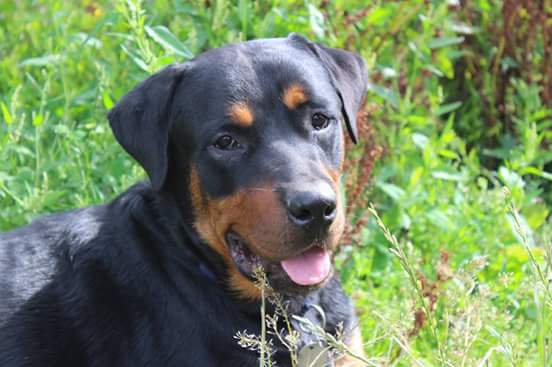 Nero, under 2 years old. #foster #adopt #rottweiler