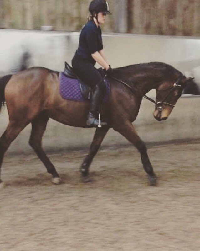 rebeccaaaaaaa2's tweet photo. Who owns the perfect horse? Oh wait I do #equinegoals https://t.co/JE3q8zilyZ