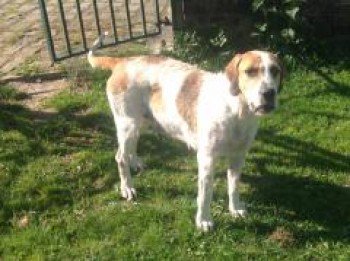 LionessTwinks's tweet photo. "@millypod1: #Lost Foxhound Female In #Cleverton #Malmesbury #Wiltshire #SN15 https://t.co/2RRXGKv0Xm https://t.co/sdYZihEXJb"