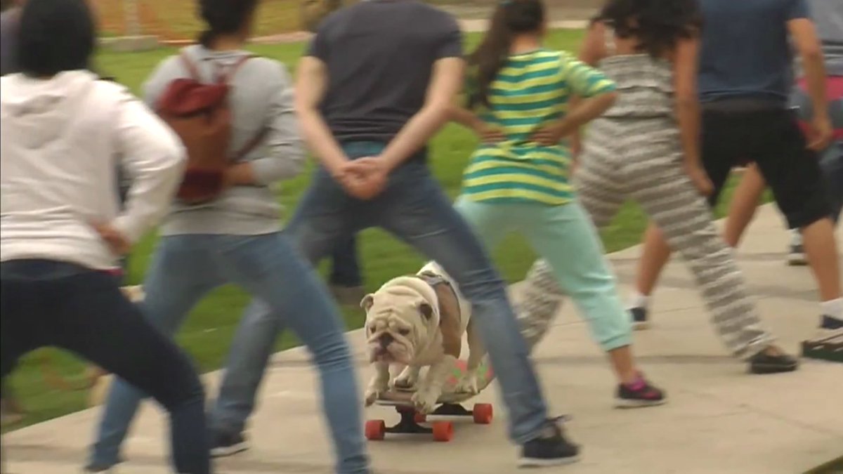 TelemundoNews's tweet photo. Perro causa sensación por su habilidad con la patineta
https://t.co/akzO8aw5qW https://t.co/2rxHntYyL4