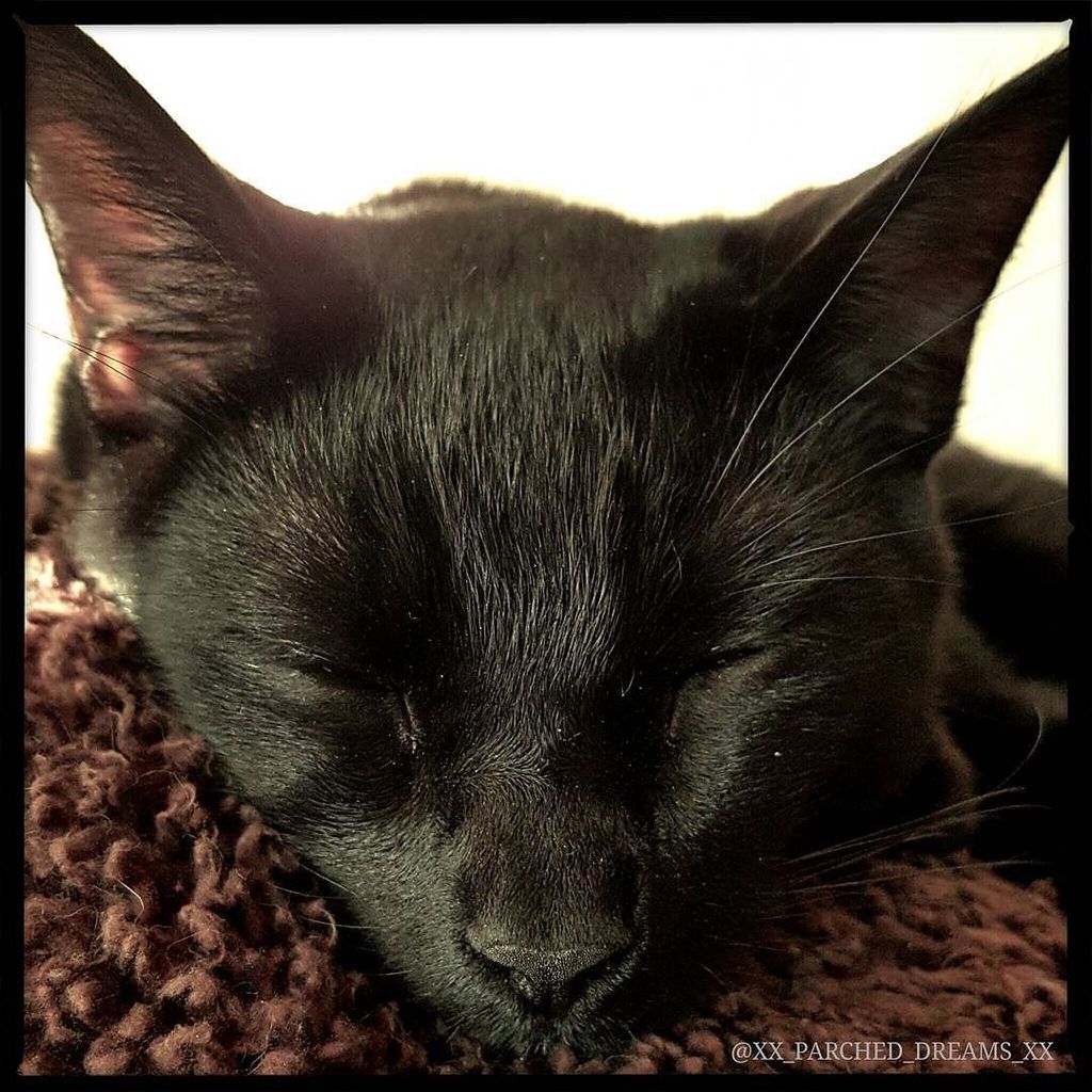 Chatchatcatcat's tweet photo. I just #Love his lil' face 😻😽💚💤 #ShadowPhoenix #MyBabyBoy #Rescue #CatLyfe #SleepyKitty #CatSoHard #BlackCat #TeamC… https://t.co/wtvPi25DgT