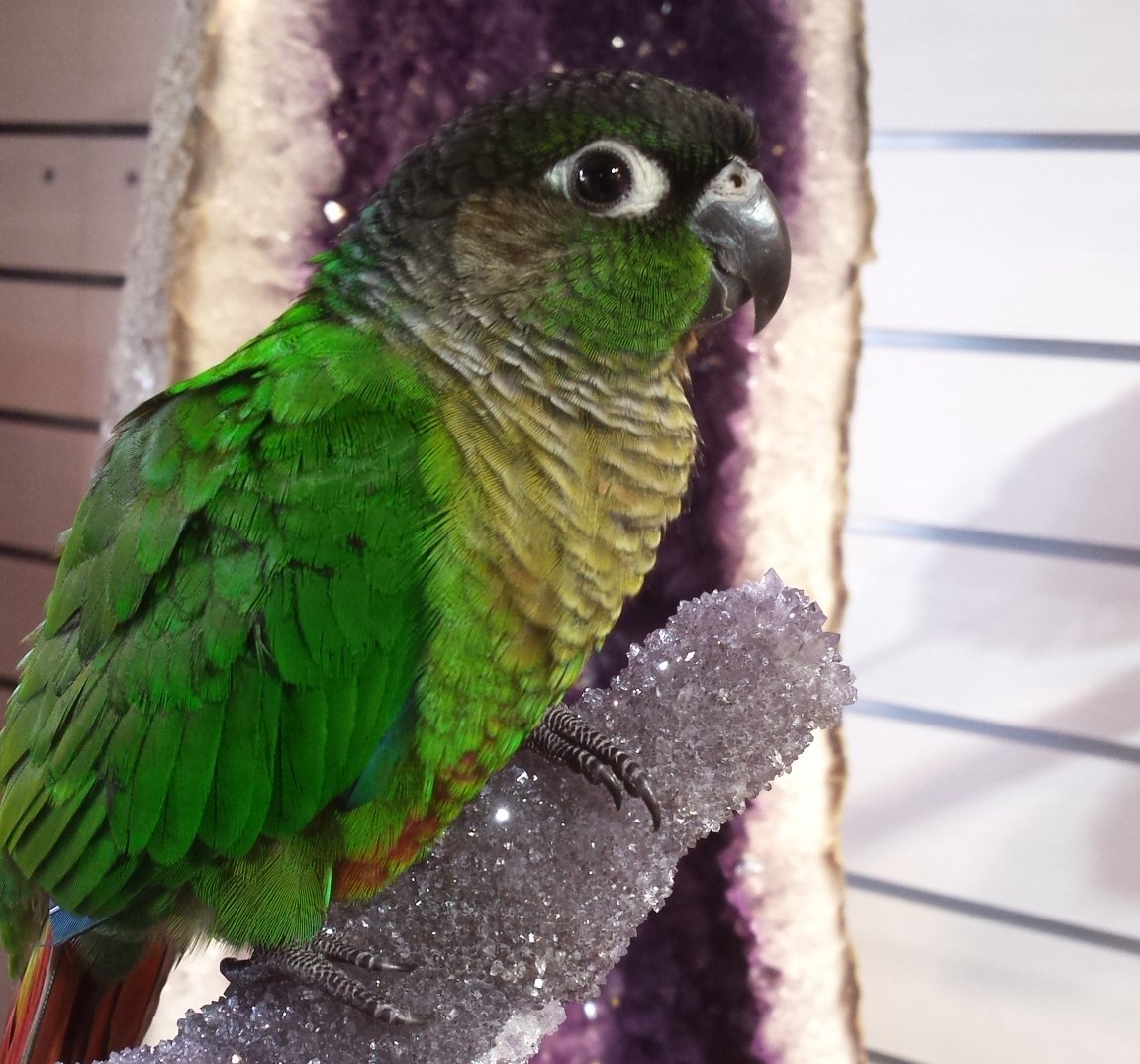 thecrystalcaves's tweet photo. Kramer the Conure loves his new perch...#crystalcaves #athertontablelands https://t.co/oy68IQUZyZ