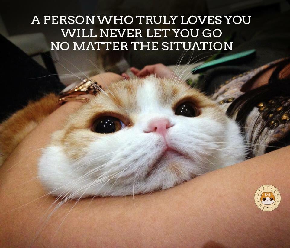 Waffles the Cat on Twitter "When you give a pill to a cat love quotes