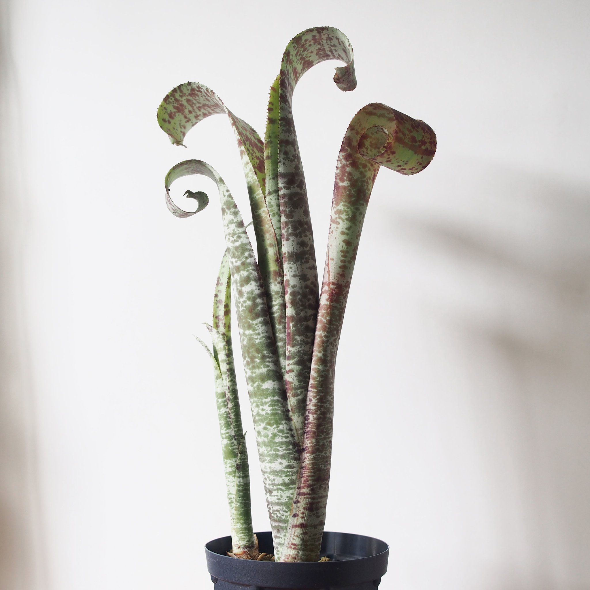 Quesnelia marmorata 'Tim Plowman' – Tropiflora