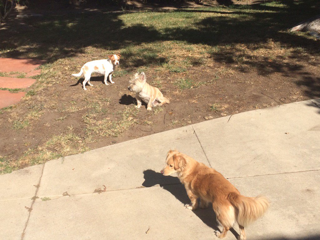 Yard gang #losangeles #california #ilovemydog #tbt