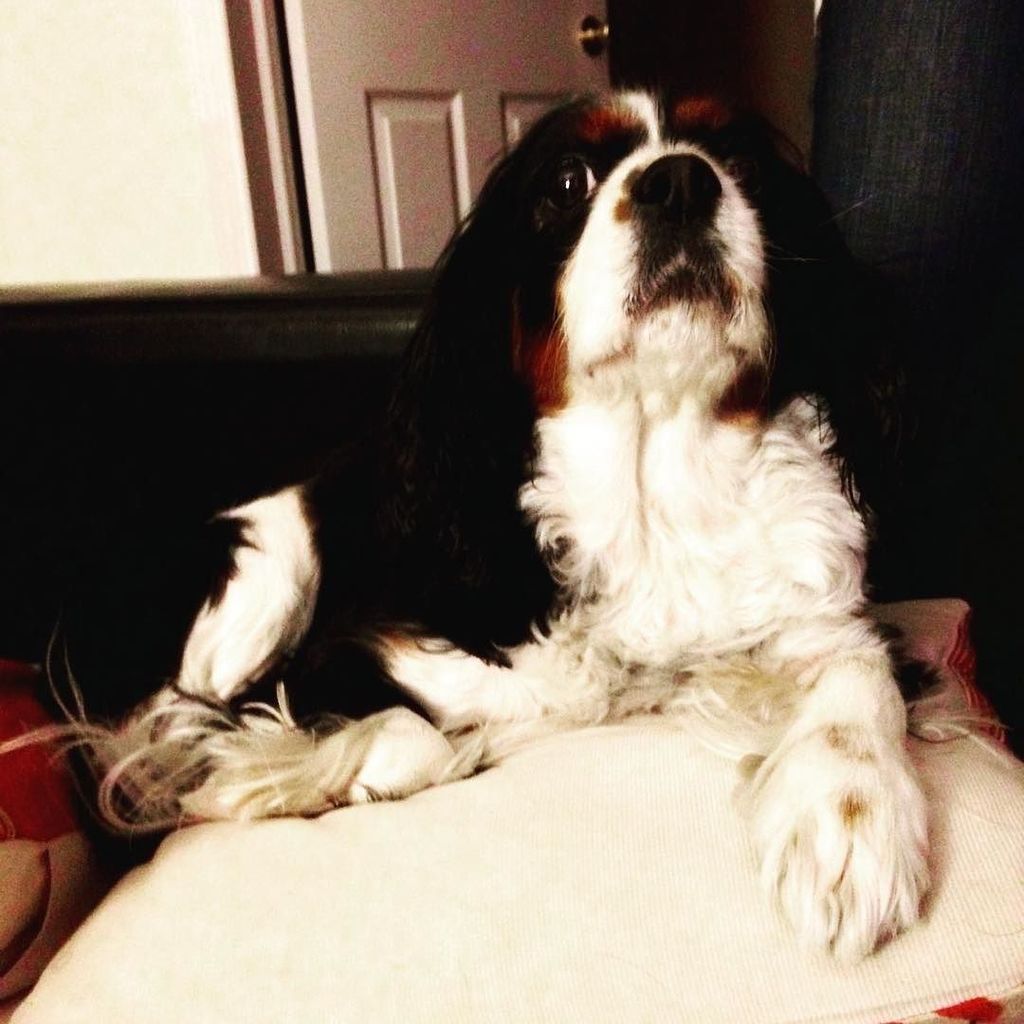 cavinthewild's tweet photo. The stern princess. #mtd #mirathedog #cavlife #cavinthewild #cavalier #cavalierkingcharles… https://t.co/gSuoxWp69Q https://t.co/MiGg4Zj040