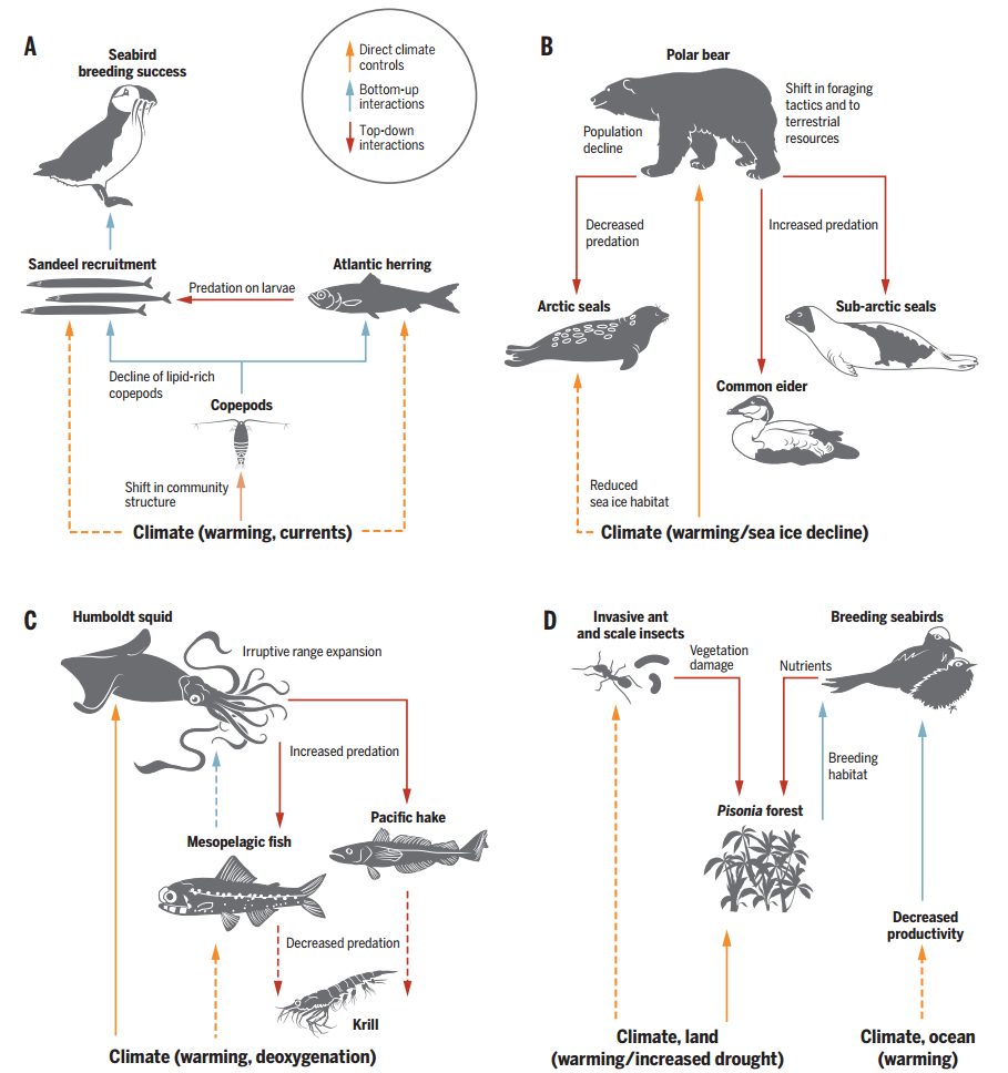 TrevorABranch's tweet photo. Complex ways in which climate change can affect marine vertebrates
https://t.co/BXP29ZBNqH https://t.co/D77WUmcPEo