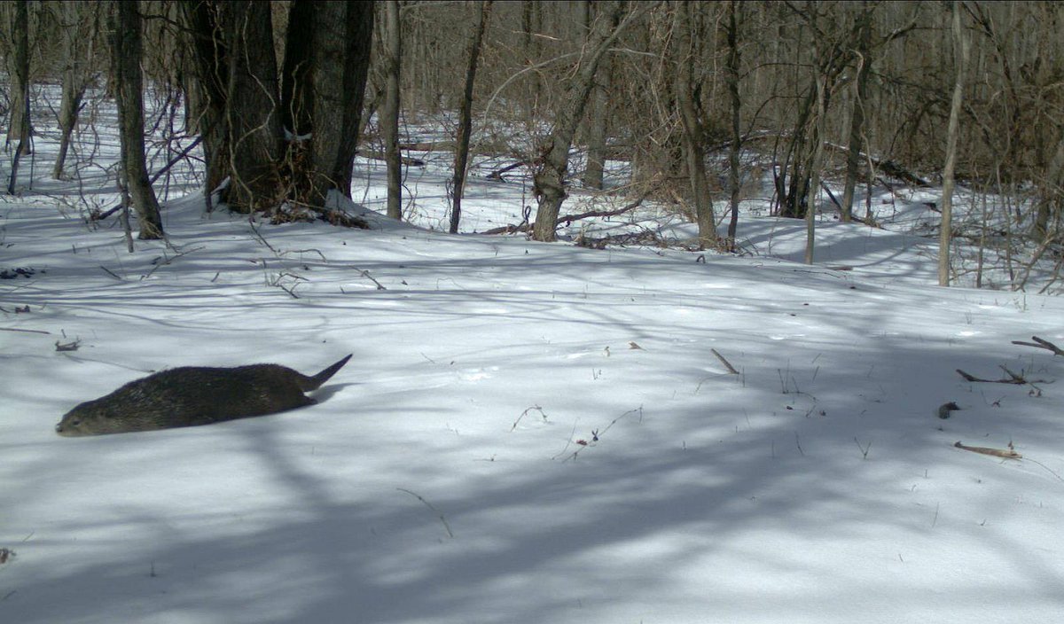 USFWSMidwest's tweet image. River #otters can walk, run or slide on land. Snow &amp;amp; ice are great for sliding, grass &amp;amp; mud work too! #NatureFacts