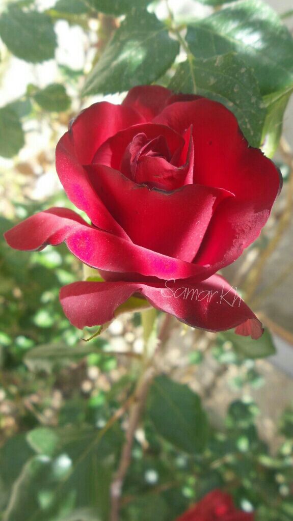 samoor_ly tweet picture