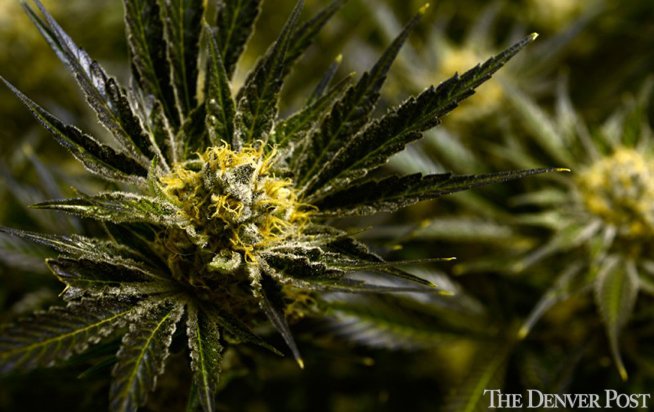 cannabist's tweet photo. She's dying of cancer and fighting in court to get #medicalmarijuana access: https://t.co/JiC1bePC0o #marijuananews https://t.co/hLwvo3wuSf