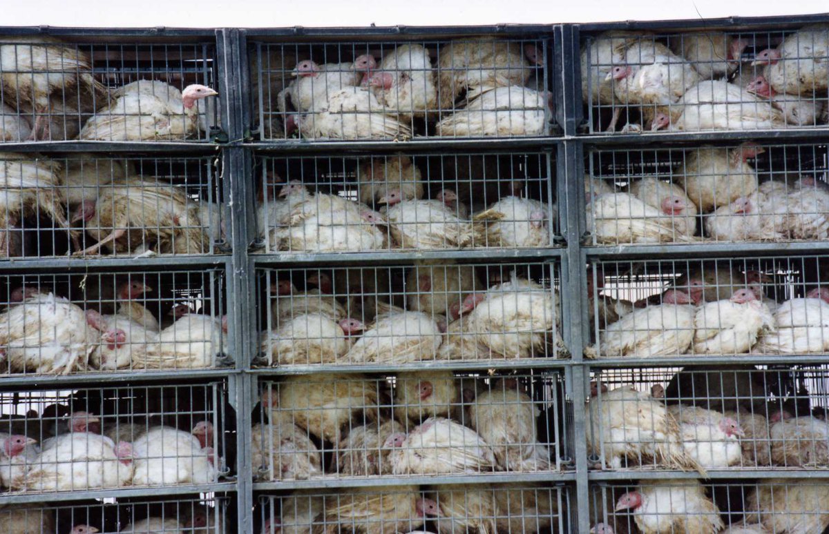 PETA_Latino's tweet photo. This year, 45 million of them will be killed just for
#Thanksgiving. #SadMath https://t.co/CbWEugds8Q