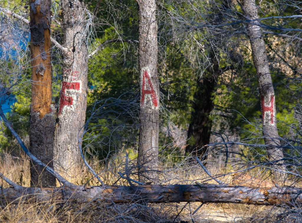 scvphotoguy's tweet photo. #treegraffiti #castaiclake https://t.co/gljK5lsxfD