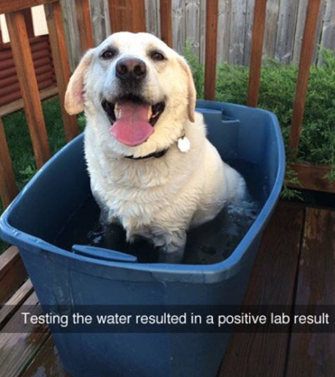 BouldersPetCare's tweet photo. Happy Labs = Happy Results. #boulderpetcare #dogsoftwitter #Labrador #dogsmiles #petcare #pethumor #boulderdogs #dog https://t.co/ccnX3UNzFA