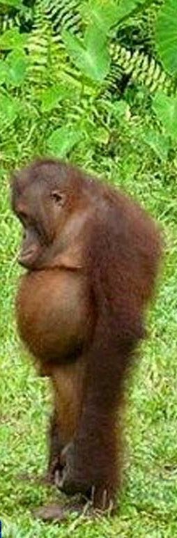 leah20045's tweet photo. After watching VS fashion show I'm just like 😫😫 https://t.co/KDZRqDqNvU