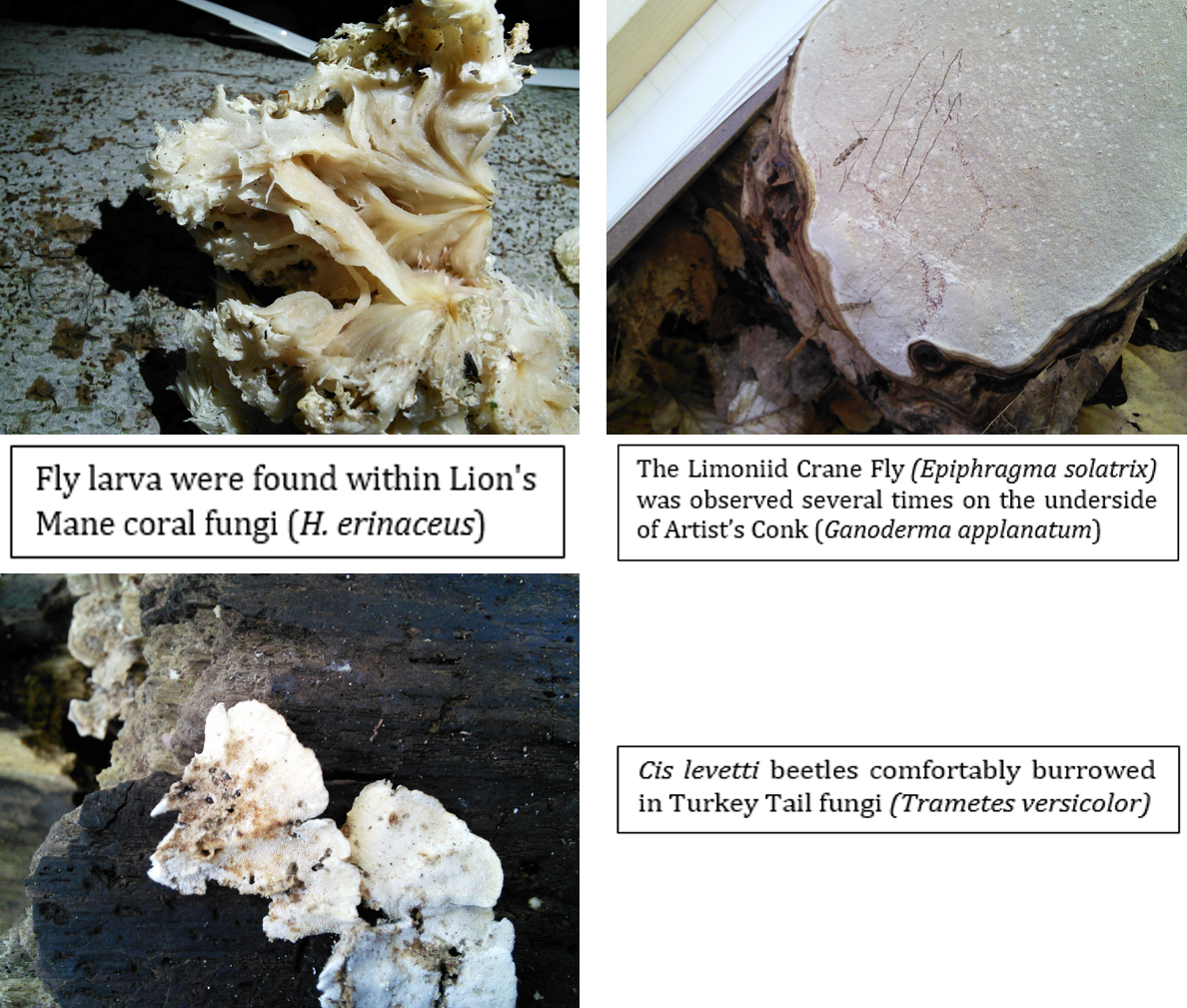McGillMush's tweet photo. Find out more about these species of fungi and what lives on them in our blog! https://t.co/kNh5rUW6IU #ENVB222 https://t.co/AUKhSkeeG2